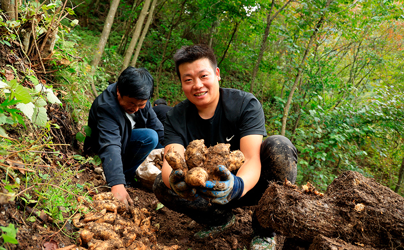 康县：林下种植天麻 助力农民增收致富