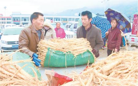 定西岷县各种中药材鲜货陆续上市