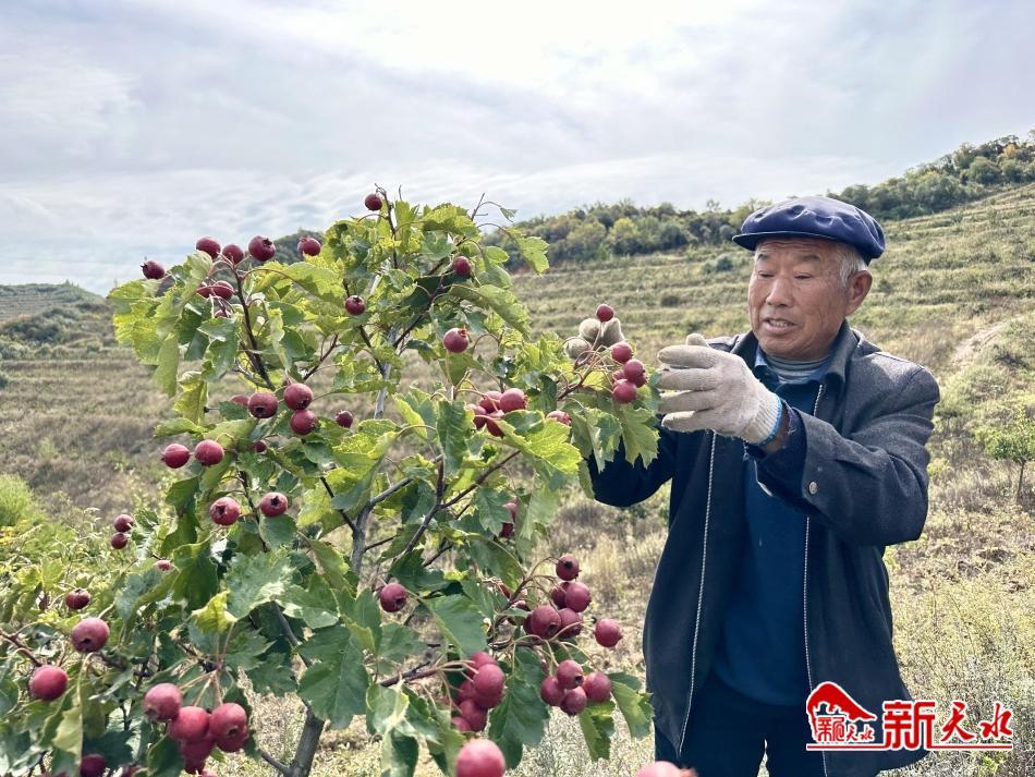 【三抓三促 基层调研】枝头挂满“金果果” 天水市牡丹镇千亩山楂映“红”振兴路