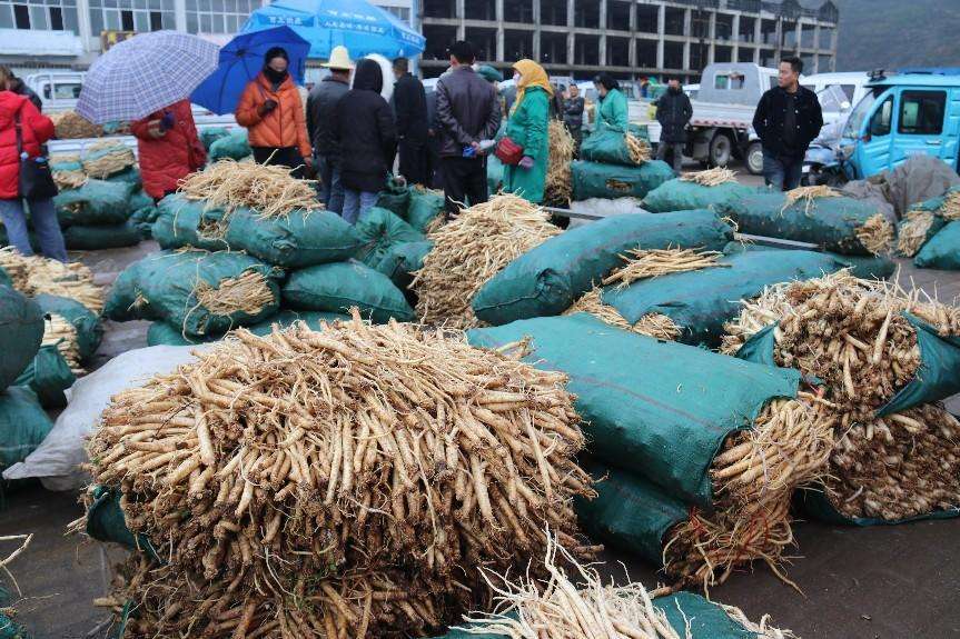 当归城中药材鲜货交易市场
