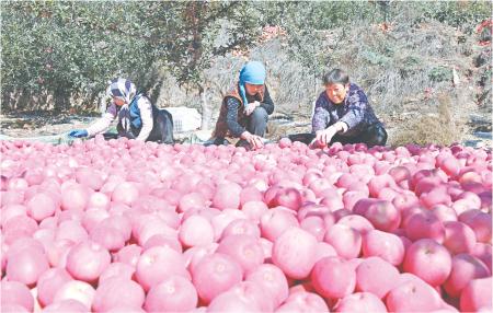 定西市陇西县：苹果成熟采摘忙