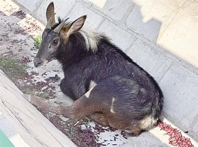 天水：中华鬣羚受伤 警民联手救助