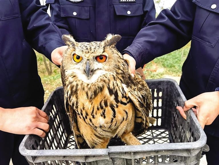 武山警方救助国家二级保护动物雕鸮