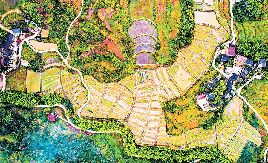 11月15日，垫江县五洞镇文龙村，稻蛙养殖基地与民房交织，一幅产业兴、农民富、乡村美的画卷呈现出来。