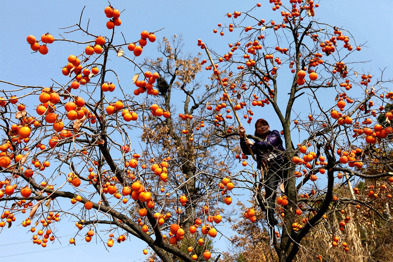 三官洞林区红彤彤的柿子挂满枝头，村民开心地采摘柿子。黄江平摄
