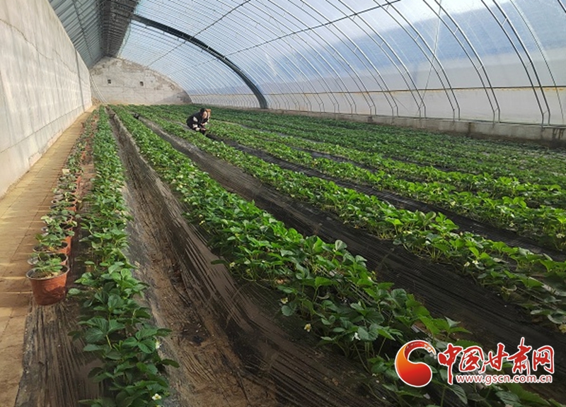 华亭市：小草莓“映红”产业致富路