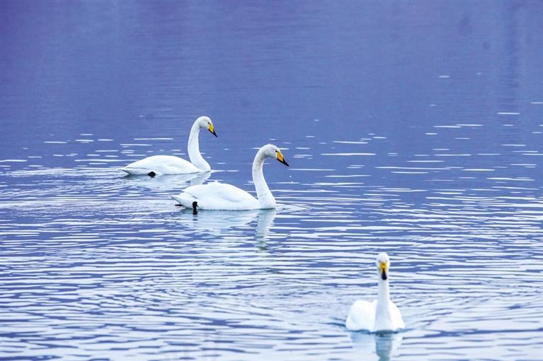 黄河兰州段湿地分布和栖息的湿地鸟类约有68种