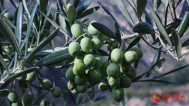 武都：油橄榄产业赋能乡村振兴
