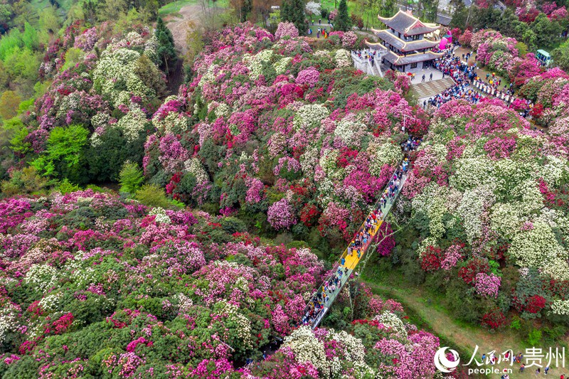 2 航拍贵州省毕节黔西市百里杜鹃金坡景区内,漫山遍野盛开着杜鹃花。人民网 涂敏 摄