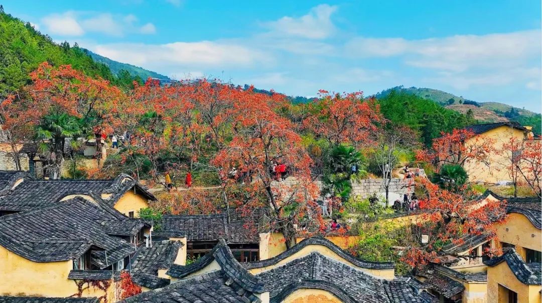 屏南四坪村游客赏柿。吴圣锦摄