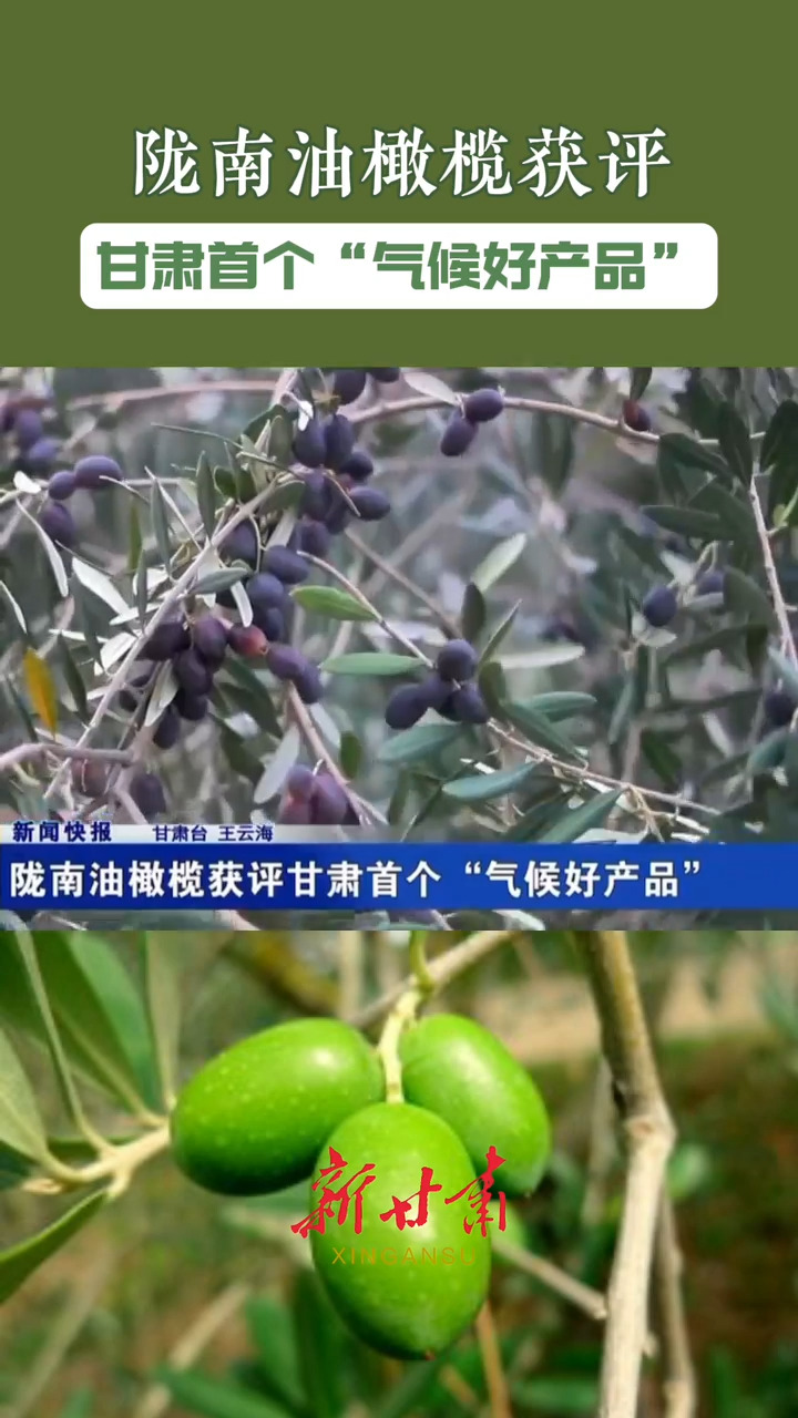 【甘快看】微视频｜陇南油橄榄获评甘肃首个“气候好产品”