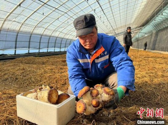 图为工作人员展示试种成功的赤松茸。 格尔木市融媒体中心 供图 图为工作人员展示试种成功的赤松茸。 格尔木市融媒体中心 供图