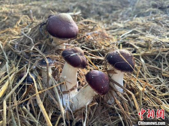 图为赤松茸。 格尔木市融媒体中心 供图 图为赤松茸。 格尔木市融媒体中心 供图