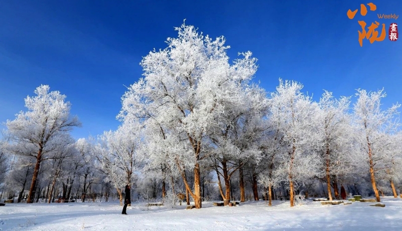 【小陇画报·234期】金塔：雪后胡杨林 绽放别样美