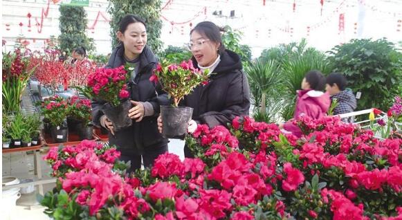 兰州新区探索出一条花卉产业快速、健康、高质量发展新路子