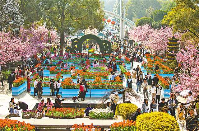 2月19日,南岸区南山植物园,市民和游客在花海中拍照、赏花,享受春天的气息。记者 尹诗语 摄/视觉重庆