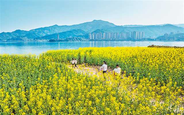 2月17日,开州区汉丰湖国家湿地公园,油菜花竞相绽放,吸引不少市民前来踏春。通讯员 王晓宇 摄/视觉重庆
