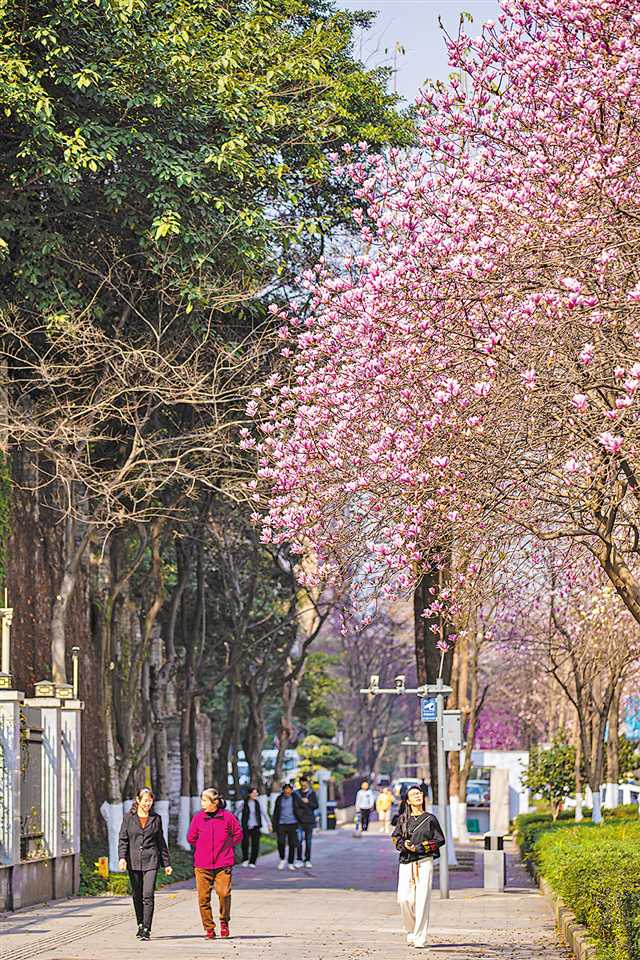 2月19日,巴南区渝南大道,道路两旁的鲜花已经盛开,充满了春天的气息。记者 尹诗语 摄/视觉重庆