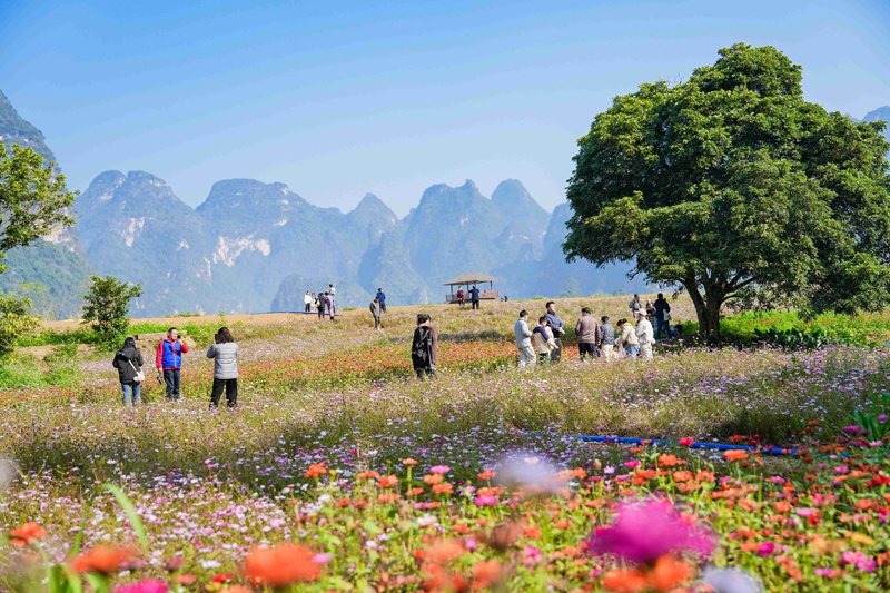 峒那屿湾景区内,官田农场的花海。周桂芬摄