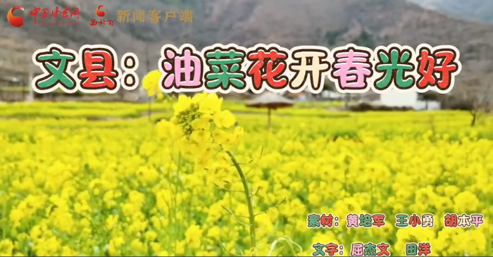 小陇画报·短视频系列 |文县：油菜花开春光好