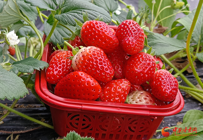 两当：草莓采摘正当时 甜蜜经济促增收