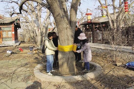 兰州市农研中心赴什川梨园 给古梨树“看病”