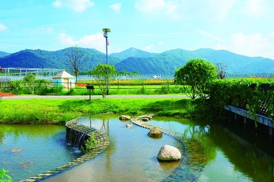 江西南昌:湿地如画 鸥鸟纷沓 江西南昌:湿地如画 鸥鸟纷沓