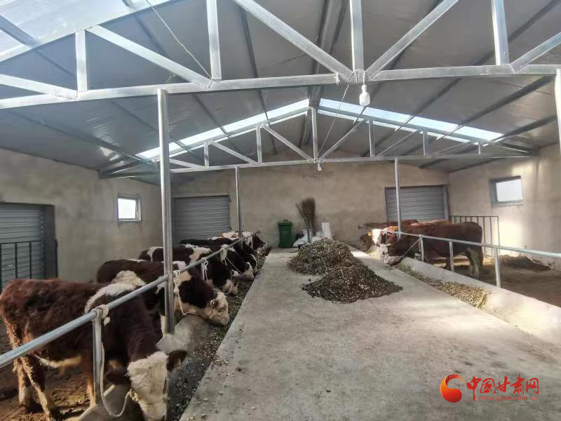 宝博体育- 宝博体育官网- 宝博体育APP下载 BaoBoSports农民乡下养牛不盖牛棚直接露天饲养可行吗？