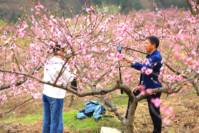6. 3月27日 慕名前来的游客正在花海中赏花打卡。(潘文 摄)