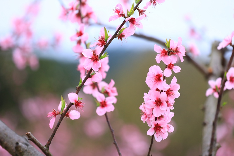 3. 3月27日 剑河县岑松镇塘脚村妩阳红桃桃花绽放,美轮美奂。(潘文 摄)