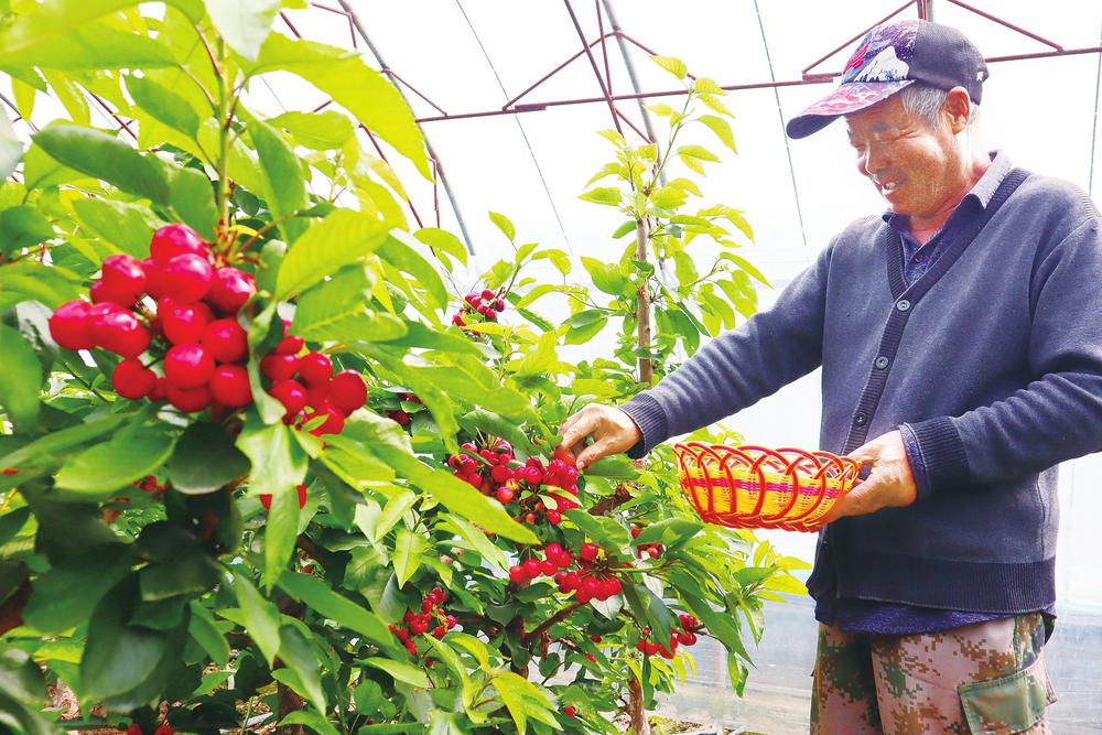 张掖市临泽县沙河镇：种植户正在采摘樱桃