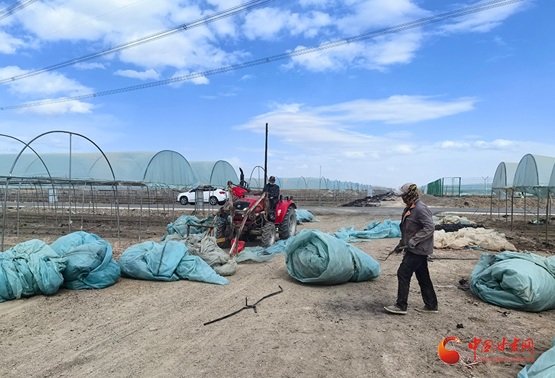 瓜州：废旧农膜“绿色重生”回收利用“变废为宝”