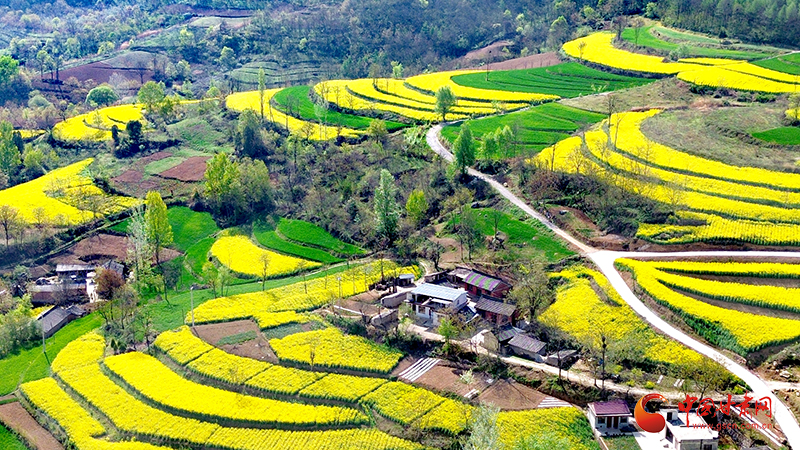 成县：7万余亩油菜花开春意浓