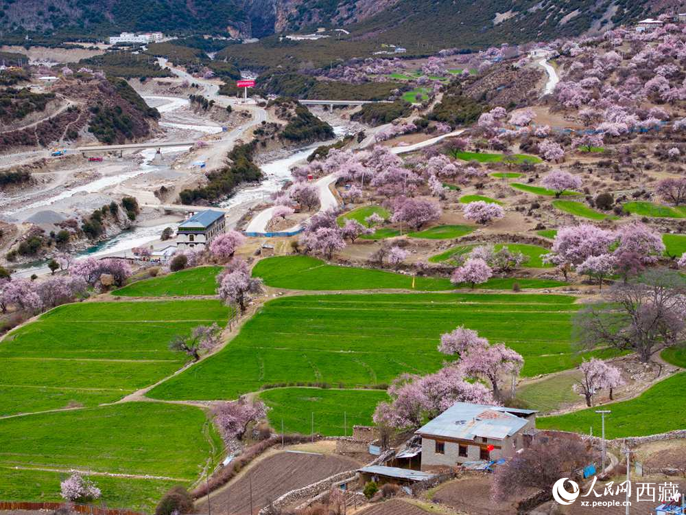 西藏嘉黎:藏北高原桃花开出致富好“钱”景