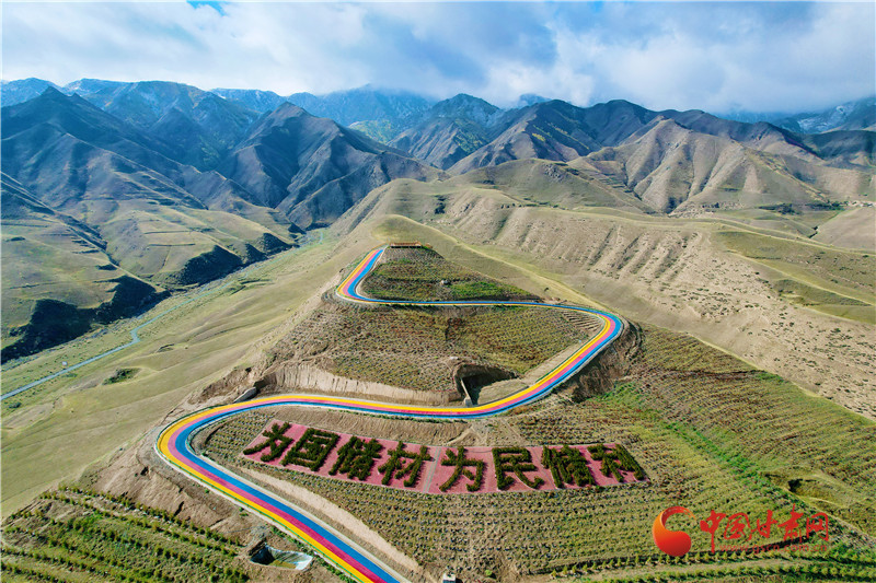 “我在南山有棵树”行动