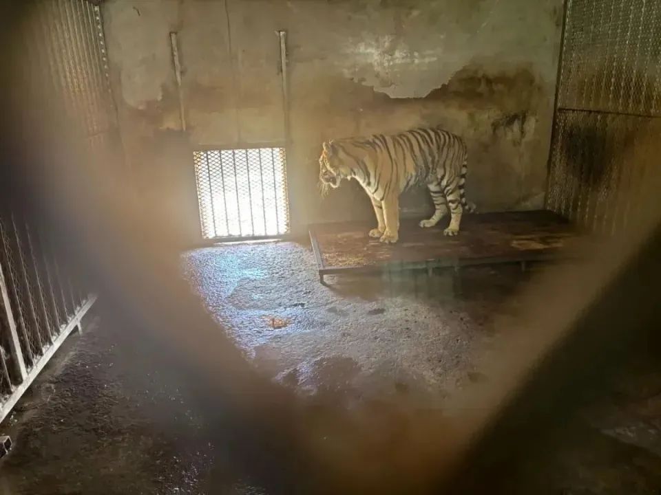 安徽阜阳野生动物园20只东北虎死亡