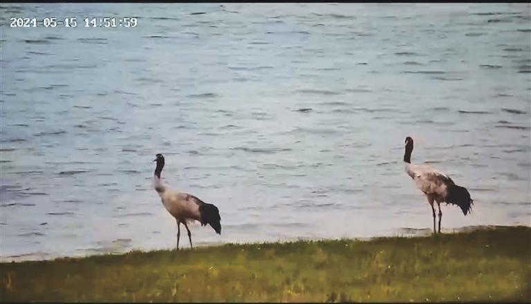 两只黑颈鹤现身阳关湿地