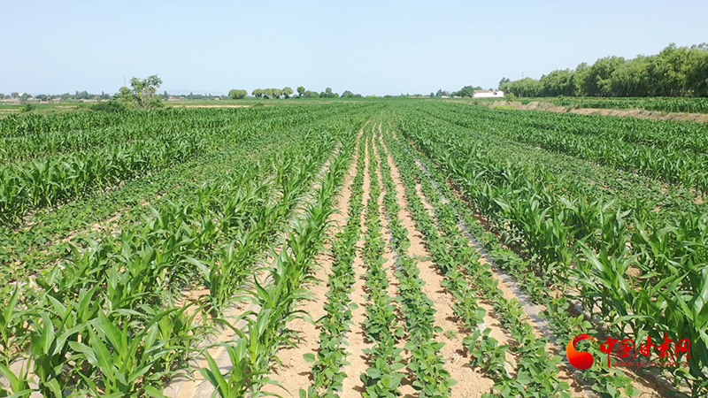 如何种植大豆 00301808140_8c76f34e.jpg