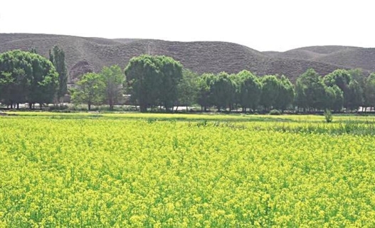 兰州新区千亩油菜 盛开百姓“致富花”