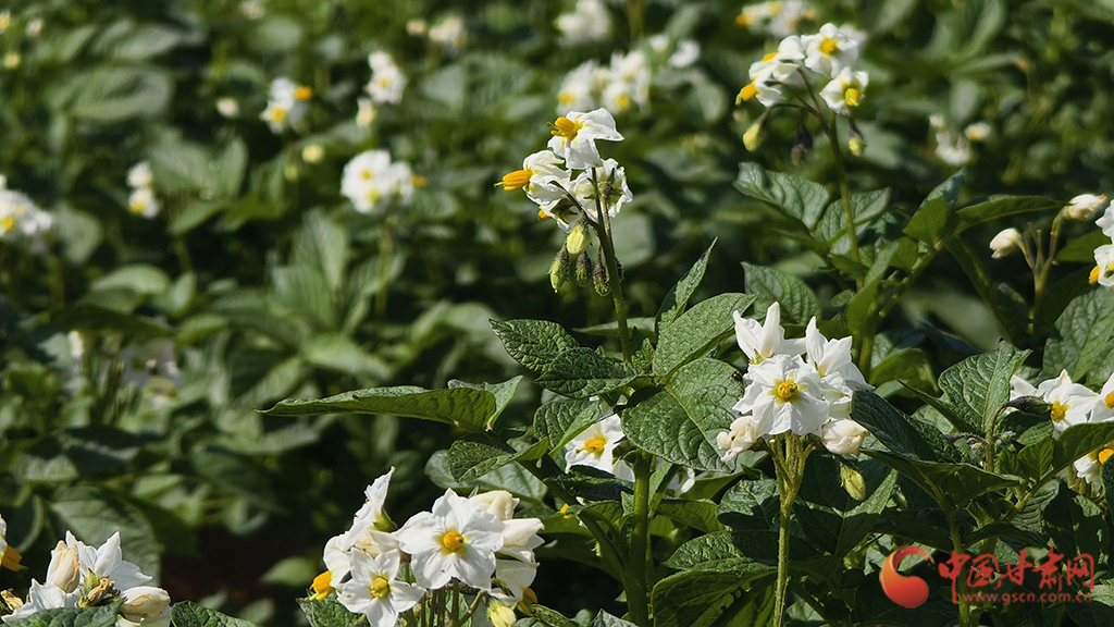 【陇拍客】夏日兰州新区 洋芋花开正盛