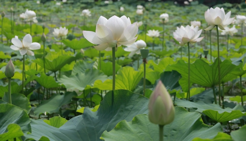 【小陇画报·281期】成县：裴公湖畔景如画 荷花绽放夏意浓