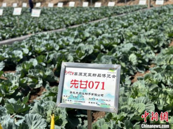 图为蔬菜基地。杨娜 摄 图为蔬菜基地。杨娜 摄