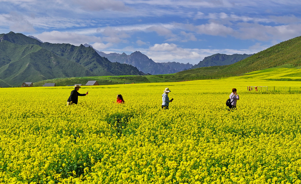 【大美甘肃】甘肃张掖民乐:扁都口油菜花海迎客来_fororder_DJI_20240715100719_0290_D.JPG