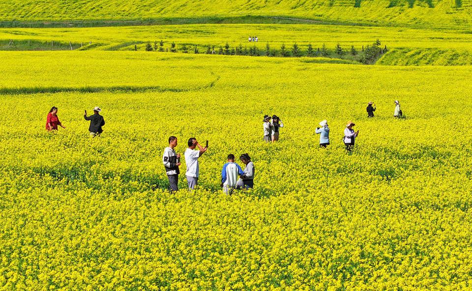【大美甘肃】甘肃张掖民乐:扁都口油菜花海迎客来_fororder_DJI_20240715101338_0302_D.JPG