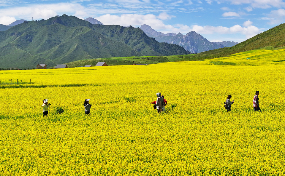 【大美甘肃】甘肃张掖民乐:扁都口油菜花海迎客来_fororder_DJI_20240715101706_0316_D.JPG