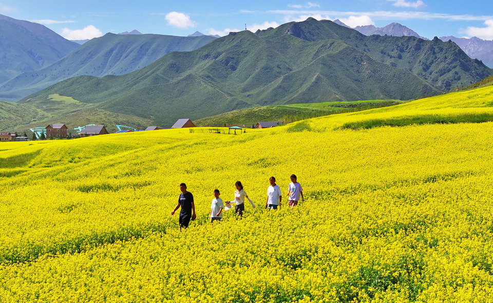 【大美甘肃】甘肃张掖民乐:扁都口油菜花海迎客来_fororder_DJI_20240715105445_0364_D.JPG