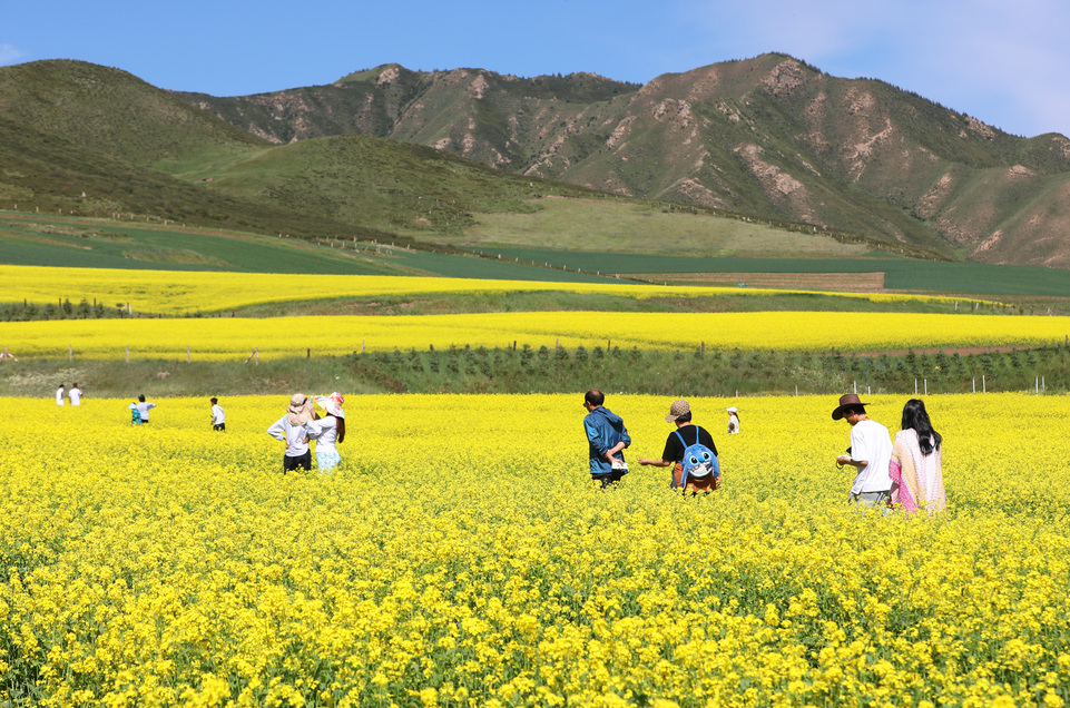 【大美甘肃】甘肃张掖民乐:扁都口油菜花海迎客来_fororder_E67A0138.JPG