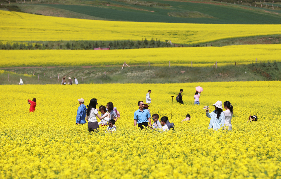 【大美甘肃】甘肃张掖民乐:扁都口油菜花海迎客来_fororder_E67A0243.JPG