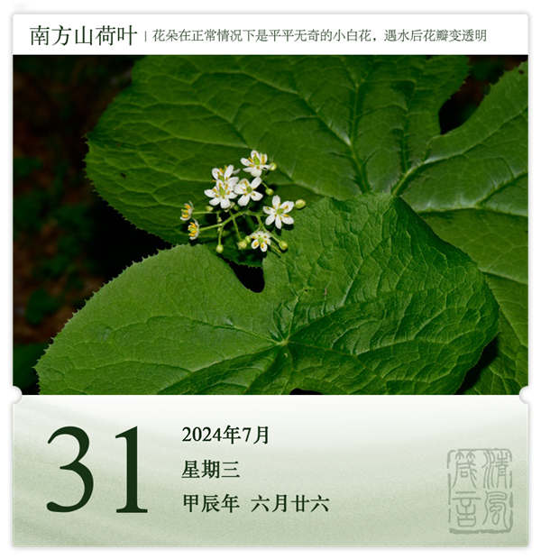 1722331762494466.png 箴历日历7-31.png