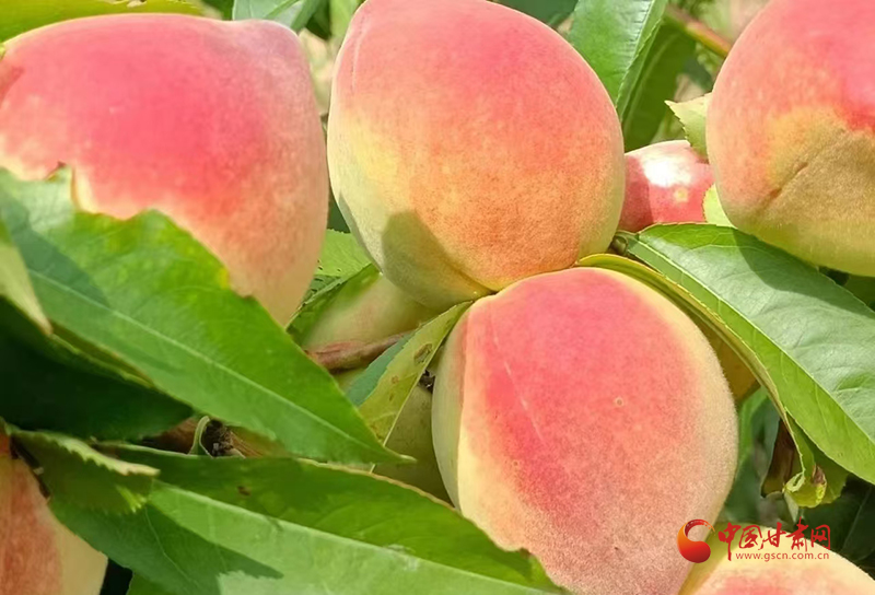 华亭：蜜桃丰收采摘忙 甜蜜生活“桃”不掉
